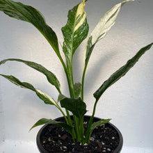 Load image into Gallery viewer, Spathiphyllum Domino
