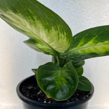 Load image into Gallery viewer, Dieffenbachia Tropic Marianne
