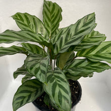 Load image into Gallery viewer, Calathea Freddy
