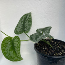 Load image into Gallery viewer, Pothos Pictus Satin

