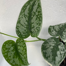 Load image into Gallery viewer, Pothos Pictus Satin
