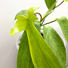 Load image into Gallery viewer, Philodendron Florida Ghost
