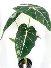 Load image into Gallery viewer, Alocasia Frydek Variegated
