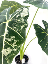 Load image into Gallery viewer, Alocasia Frydek Variegated
