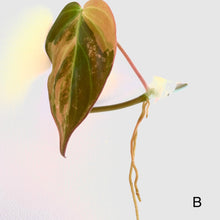 Load image into Gallery viewer, Variegated Philodendron Micans

