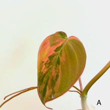 Load image into Gallery viewer, Variegated Philodendron Micans
