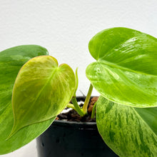 Load image into Gallery viewer, Variegated Heart Leaf Philodendron
